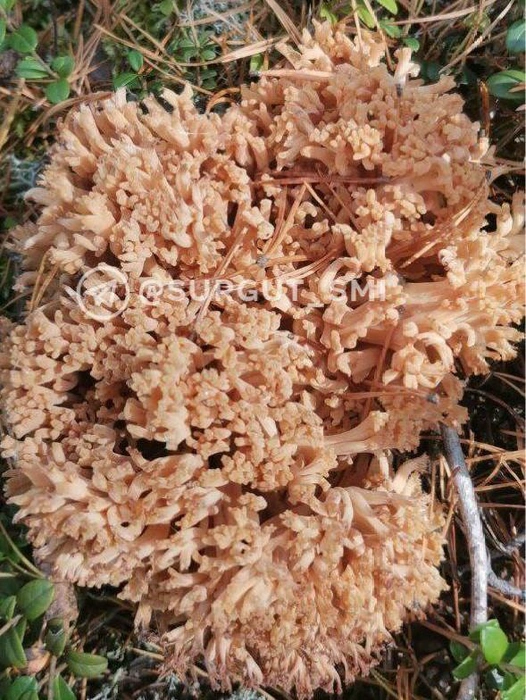 Надо быть внимательнее, потому что у рамарии желтой есть ядовитые двойники | Источник: «Новости Сургута и ХМАО» / T.me