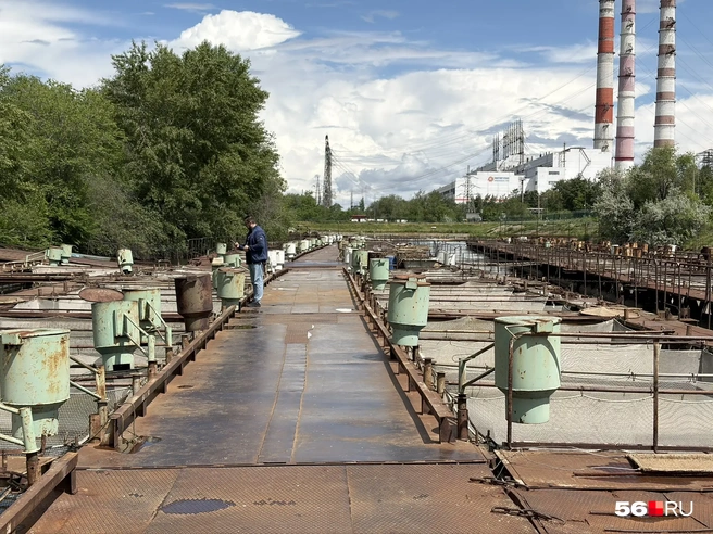 Рыбы живут в специальных садках | Источник: Николай Сальников / 56.RU