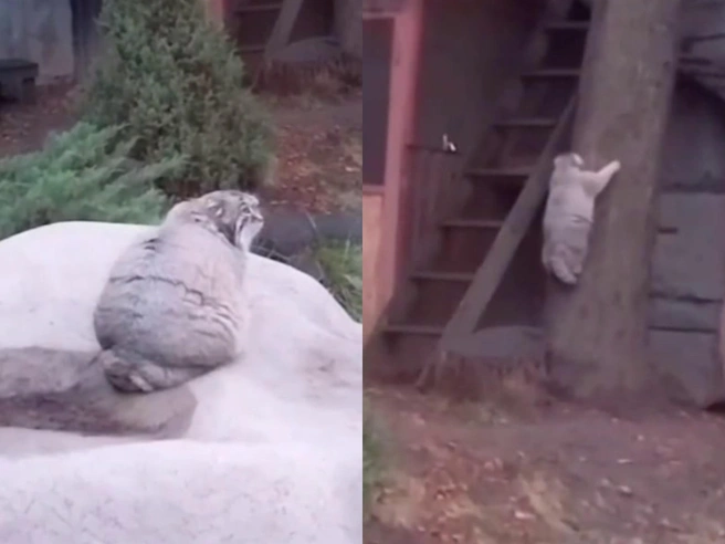 Зажировался. Манул Тимофей не смог забраться на дерево | Источник: Светлана Акулова / Telegram