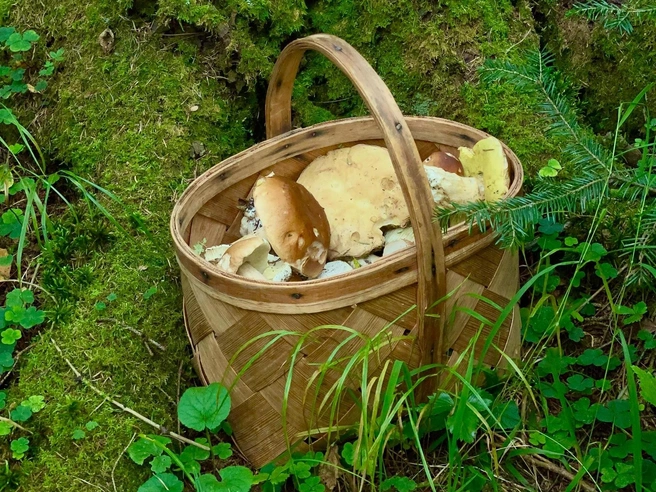 Корзинка одна, зато какая! | Источник: Грибы. Ягоды. Травы. Челябинск и область. / Vk.com