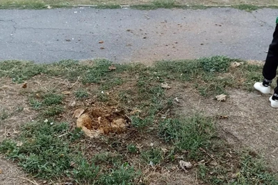 В Волгограде подростки взорвали пень петардой