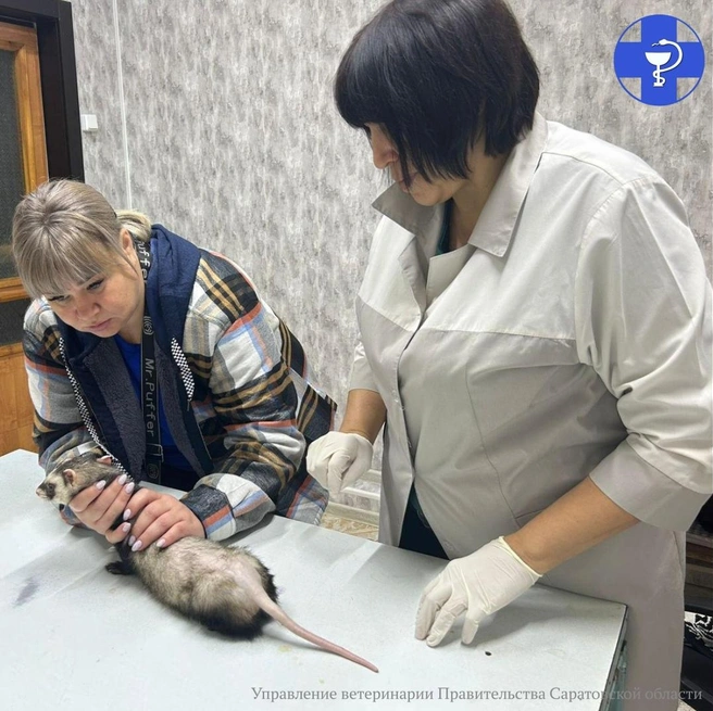 Лечение Степы | Источник: Управление ветеринарии Саратовской области