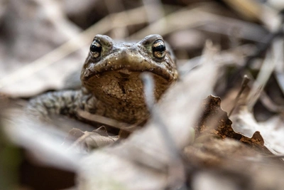 В Петербурге набирают волонтеров для спасения амфибий