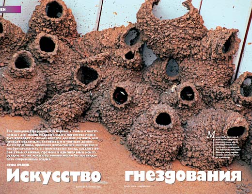 Фото №1 - Искусство гнездования