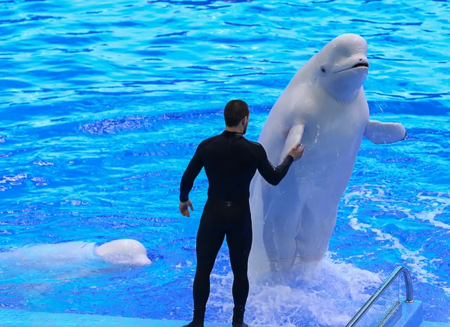 Источник: Приморский океанариум / Primocean.ru