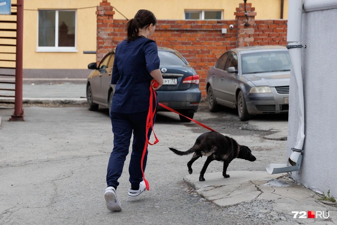 Несмотря на то что у малышки три лапы, она очень подвижная | Источник: Ирина Шарова / 72.RU