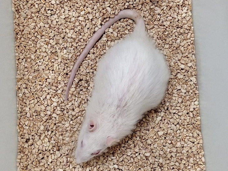 Посмотрите на Симу — самую старую крысу в мире. Ученые омолодили ее органы, и это может сработать с людьми