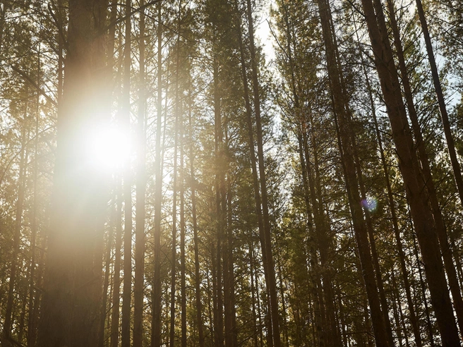 Синоптики предсказывают теплую погоду в ближайшие дни | Источник: Александр Ощепков / NGS.RU