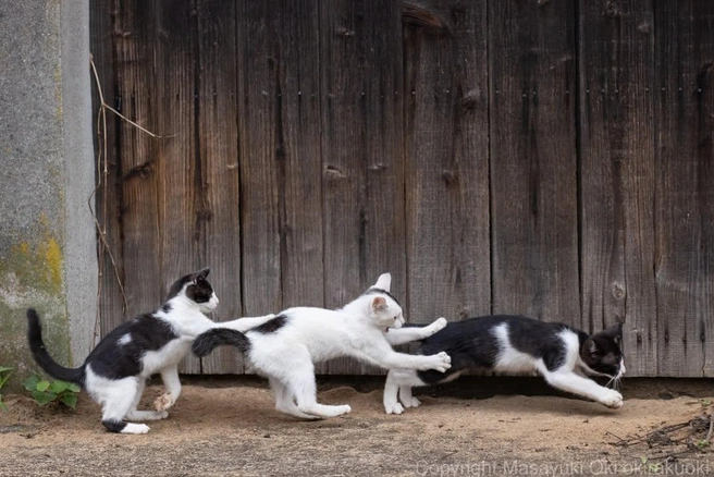 Маленькие непоседы | Источник: okirakuoki / Instagram (экстремистская организация, деятельность запрещена на территории РФ)