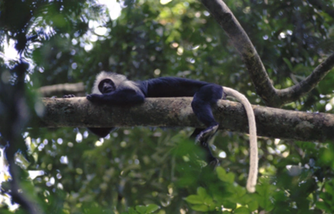 Источник: Международный союз охраны природы