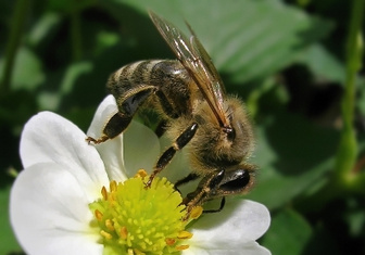 Ученые «дрессируют» пчел для лучшего опыления растений