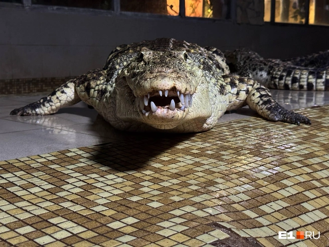Выдержать такое расстояние до хищника сможет не каждый | Источник: CrocChronicles