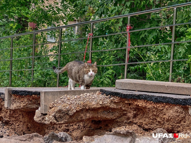 Кот в ужасе от происходящего | Источник: Булат Салихов / UFA1.RU
