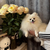 userpic__saigavi