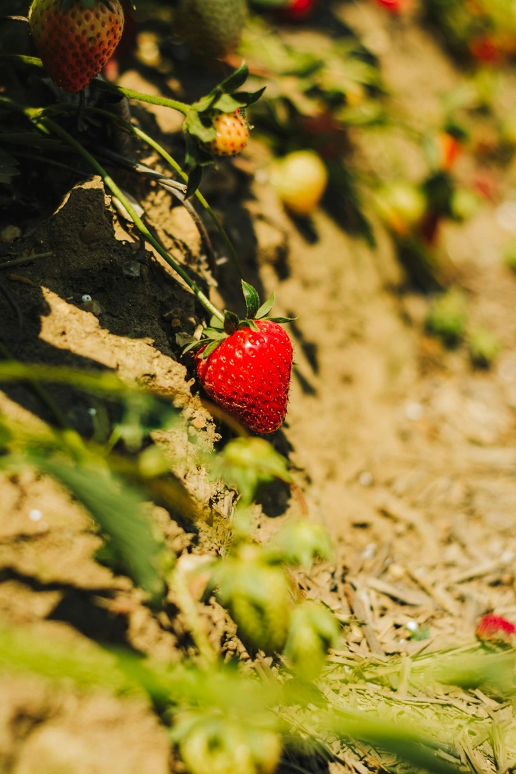 Посадка усов клубники: секреты успеха вкусного урожая | Источник: Unsplash