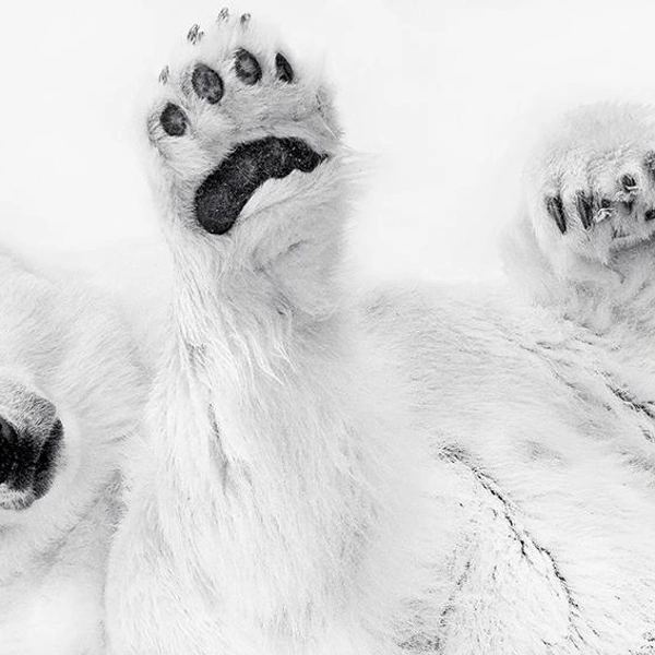 «Поиграем, человече?» | Источник: Eberhard Ehmke / Siena Creative Photo Awards 2024