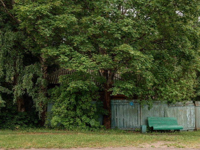 Под раскидистым деревом стоит уютная скамейка. | Источник: Александр Куренной / 76.RU