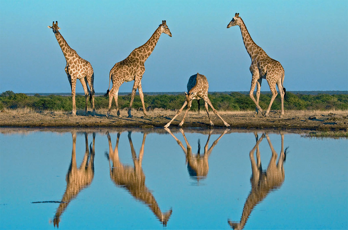 Самые интересные факты о жирафах | VivaReit