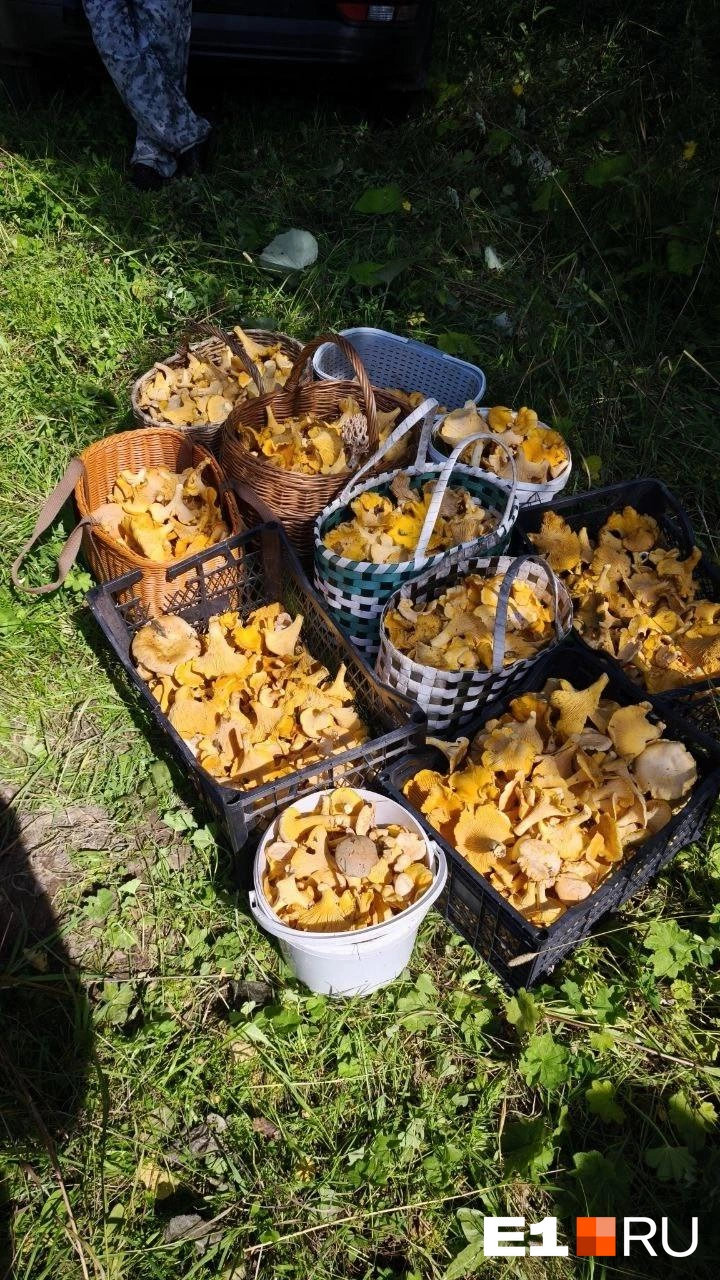 Источник: «Уральский яжегрибник» / Vk.com