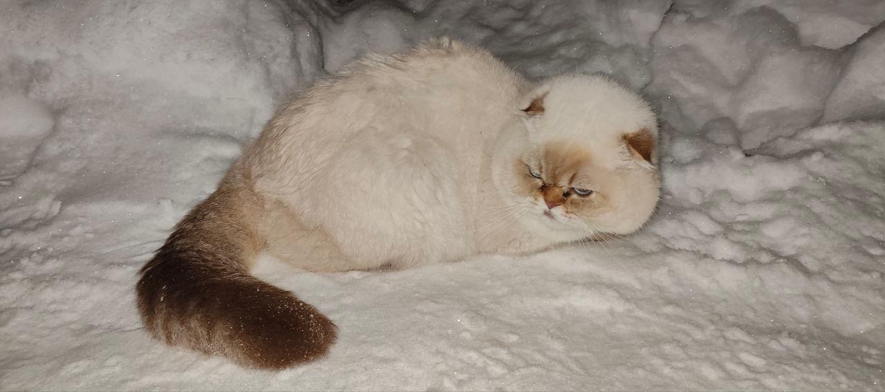 «Очень красивый и породистый»: в Саду Соловьёв нашли бело-рыжего кота, его хозяев ищут