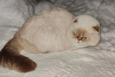 В Перми ищут хозяев найденного в Саду Соловьёв кота