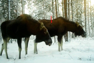 Уникальные кадры: синица помогает лосю в Ленобласти