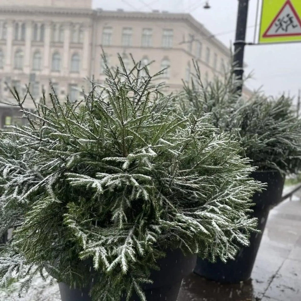 Источник: Комитет по благоустройству Санкт-Петербурга