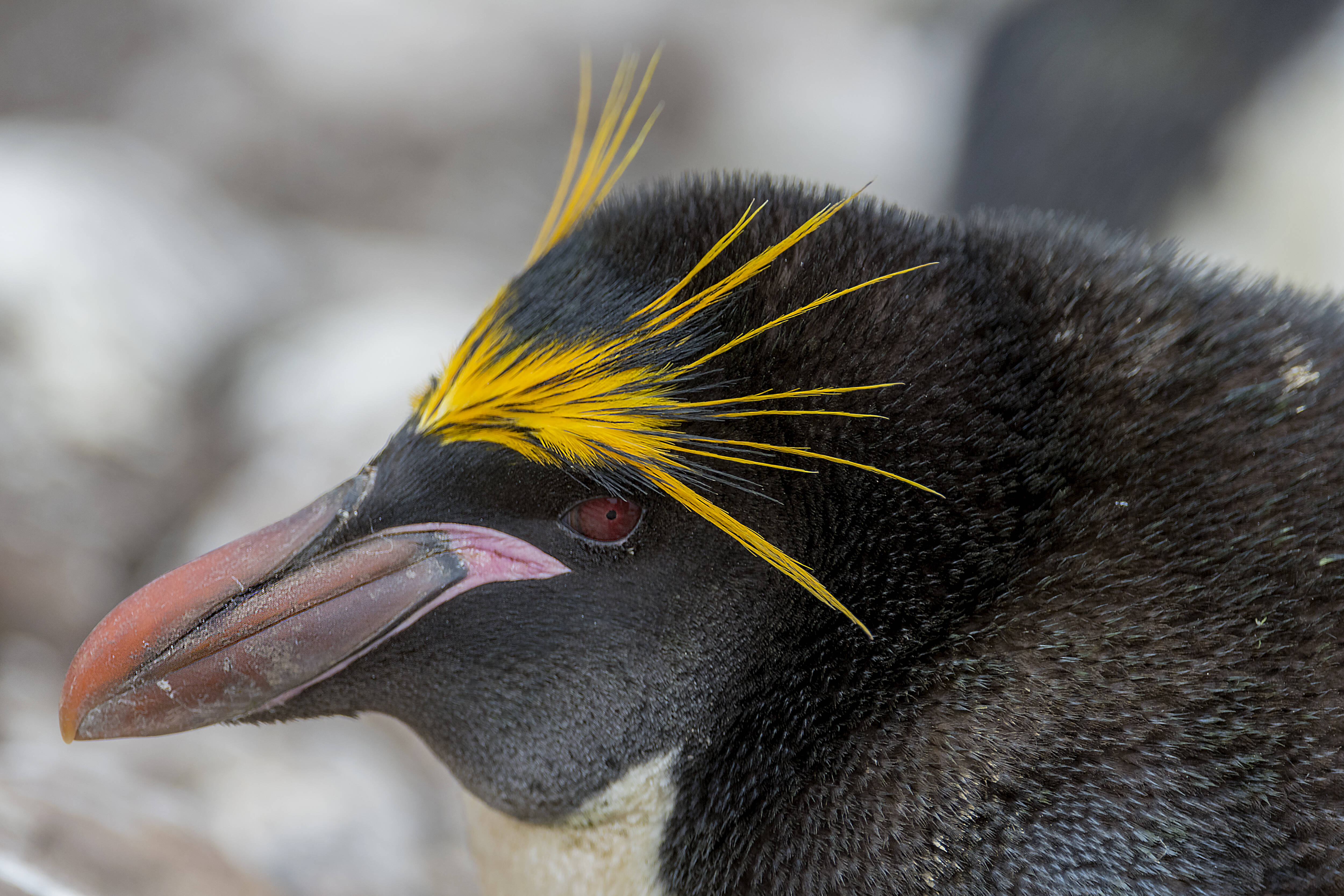 Почему пингвины не летают: особенности и причины