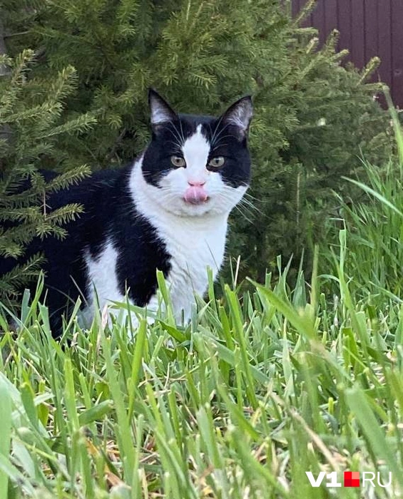 Вам тут язык показывают | Источник: читатели V1.RU