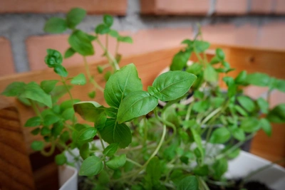 Tyumen Residents Grow Winter Gardens on Windowsills to Save Money