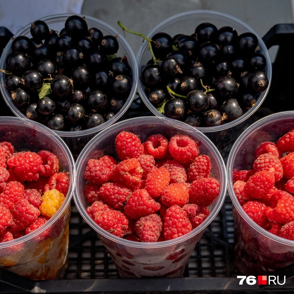 Стакан малины стоит — 350 рублей | Источник: Кирилл Поверинов / 76.RU