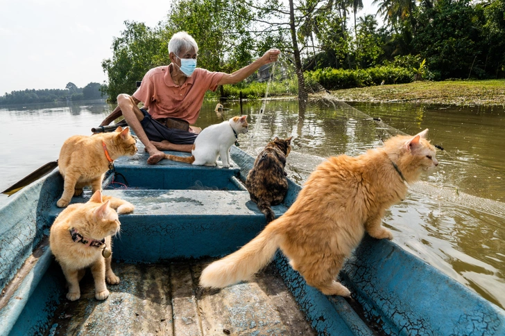 Туризм упал, а они приносят деньги: власти Таиланда признали кошек важной частью экономики Туризм упал, а они приносят деньги: власти Таиланда признали кошек важной частью экономики