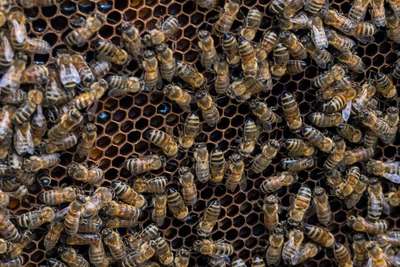 Злые пчелы на Урале атакуют жителей, требуют забор