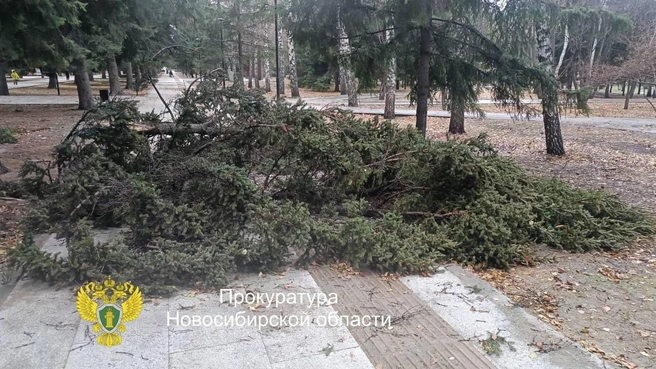 Женщину доставили в больницу | Источник: Прокуратура Новосибирской области / Телеграм