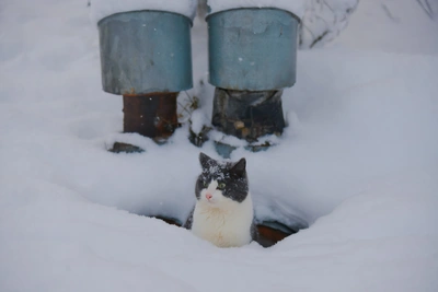 Прогноз погоды на 23 января в Архангельской области