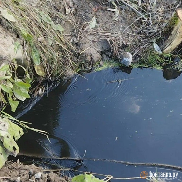 Источник: Ольга Ясененко