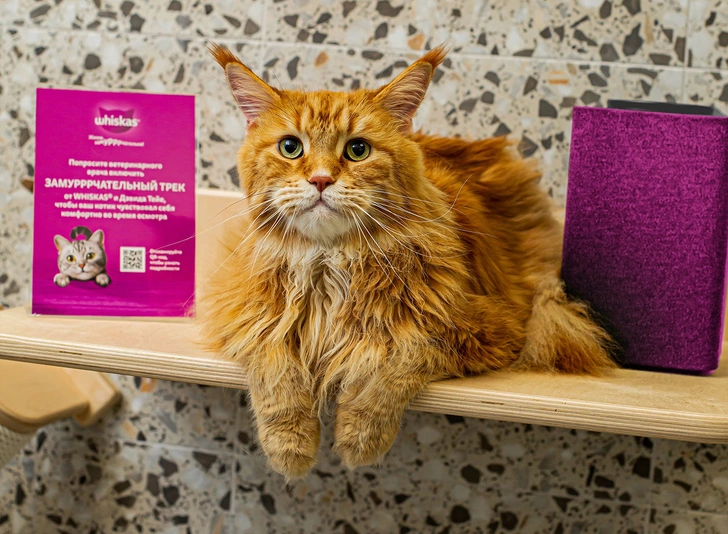 «Жизнь замурррчательна»! Whiskas® и музыкант Дэвид Тейе выпустили уникальный трек для котиков | maximonline.ru