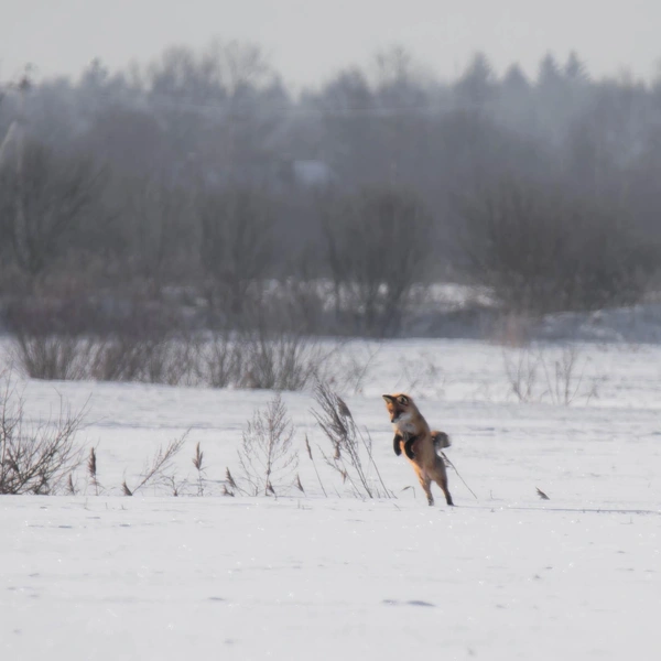 Источник:  Антон Кубышкин / «Грибы и Грибники СПб» 