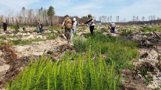 Участок у Якуши отчистили от сгоревших деревьев, почва готова к лесовосстановительным работам  | Источник: пресс-служба Департамента лесного комплекса Тюменской области