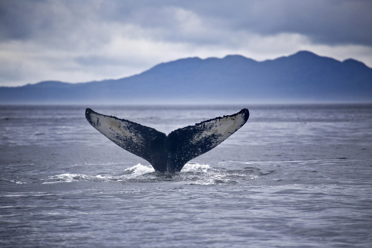 От синего до «единорога»: 8 китов российских морей