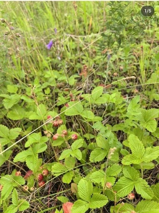 Фото от жителей Канского района  | Источник: Нетипичный Красноярск