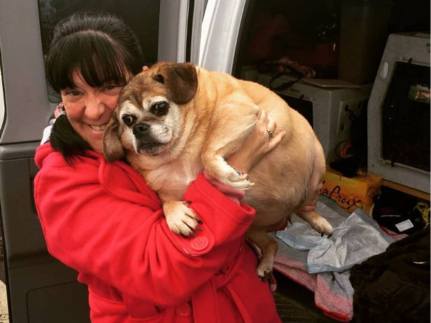 Большая Берта: как собака на грани смерти сбросила 16 кг с помощью фитнеса