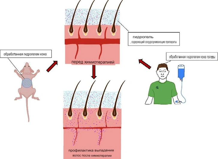Источник: Biomaterials Advances 