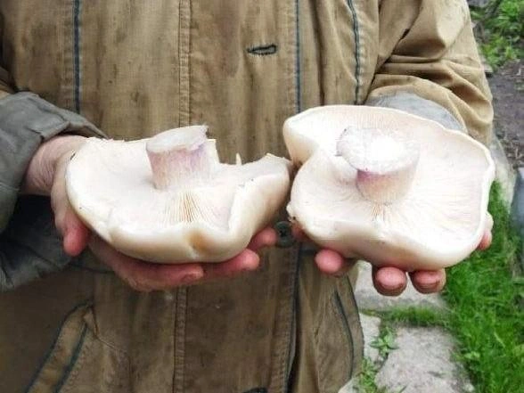 Грибы оказались большими и мясистыми | Источник: читатель V1.RU