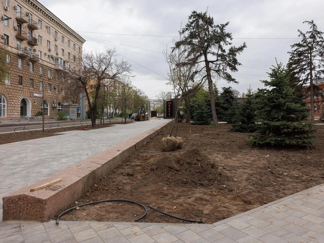 Саженцы помещают в грунт с земляным комом. | Источник: Алексей Волхонский / V1.RU