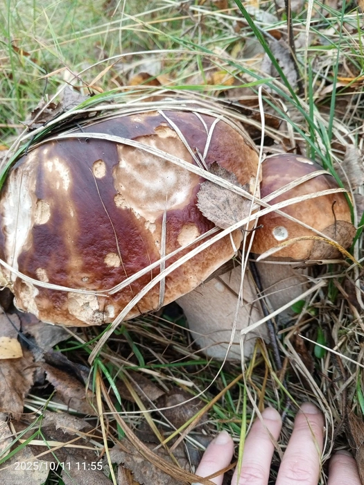 Вот это размерчик! Улов из Некрасовского района | Источник: Олеся Черкасова, Грибы Ярославской области / Vk.com