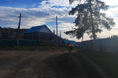 Глава сельсовета в Башкирии назвал свободный выгул коров «прошлым веком»