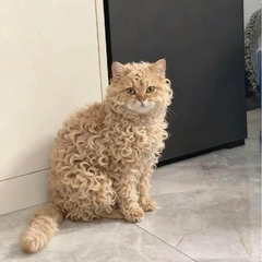 Самая редкая кошка в мире покорила сердца всех пользователей Сети: фото