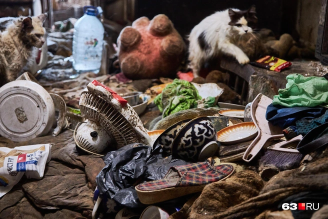 Кот ступает на спинку стула, заваленного вещами | Источник: Роман Данилкин / 63.RU