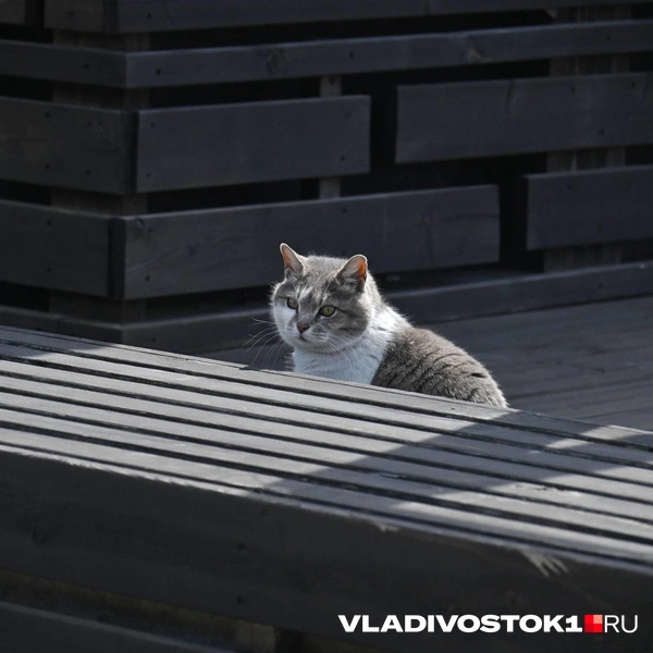 Источник: Елена Буйвол / VLADIVOSTOK1.RU